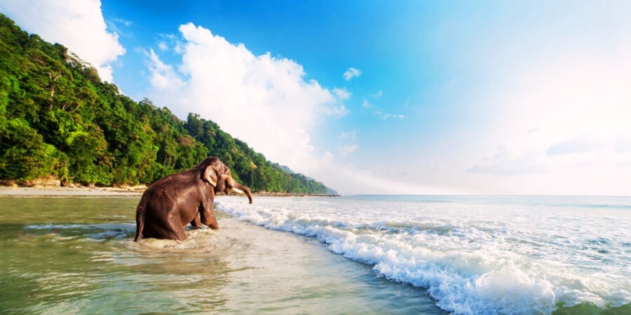 Elephant Beach havelock island.jpg