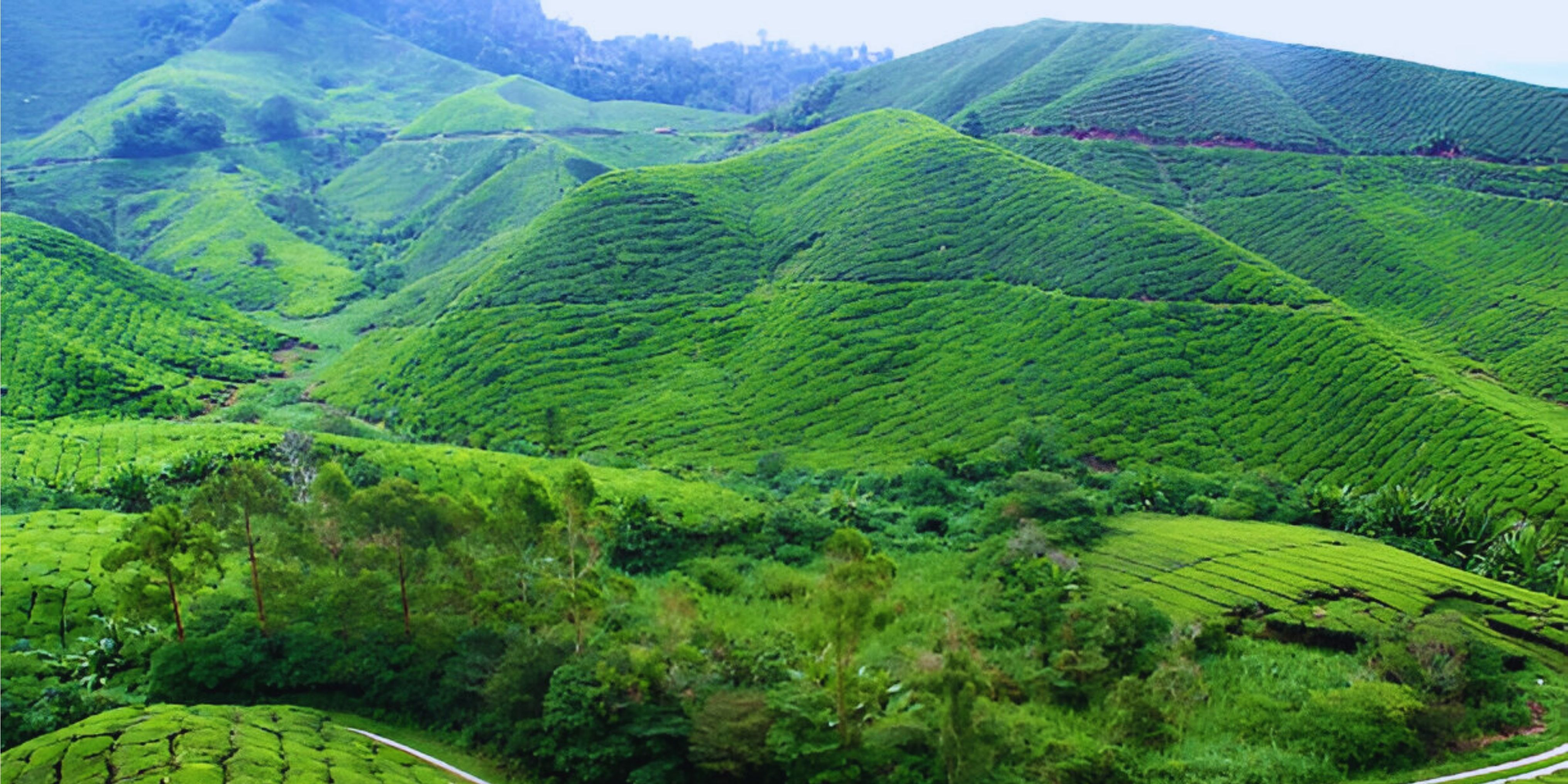 Happy Valley Tea Estate darjeeling.webp